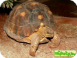 Geochelone yniphora