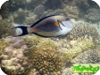 Acanthurus sohal 