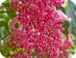 Medinilla