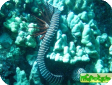 Gymnomuraena zebra 