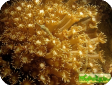Goniopora sp. 