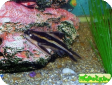 Platydoras costatus