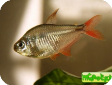 Hyphessobrycon columbianus