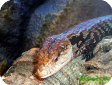 Tiliqua gigas
