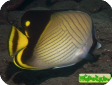 Chaetodon decussatus 