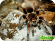 Lasiodorides striatus
