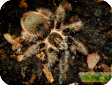 Brachypelma albopilosum