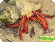 Dardanus sp.