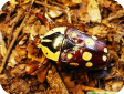 Cheirolasia burkei 