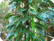 Epipremnum