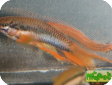 Aphyosemion bitaeniatum