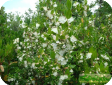 Myrtus