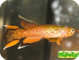 Aphyosemion australe