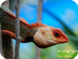 Calotes versicolor