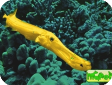 Aulostomus chinensis 