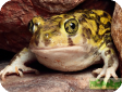Scaphiopus