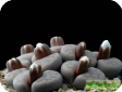 Lithops