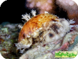Cypraea sp. 