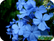 Plumbago L.