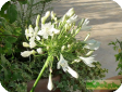 Agapanthus umbellatus L