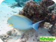 Acanthurus mata 