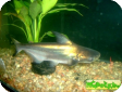 Pangasius sanitwongsei