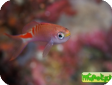 Pseudanthias (Mirolabrychthys) lori 