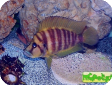 Altolamprologus compressiceps