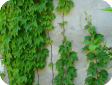 Ampelopsis
