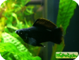 Poecilia sphenops