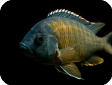 Copadichromis borleyi