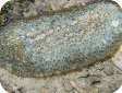 Herpolitha sp.  