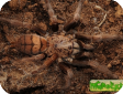 Chilobrachys fimbratus