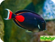 Acanthurus achilles 