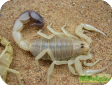 Androctonus australis  