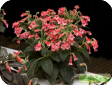 Kohleria Rgl. (Isoloma Decne, Tydaea Decne)