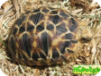 Geochelone platynota