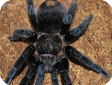 Brachypelma sabulosum