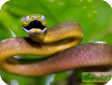 Boiga cyanea