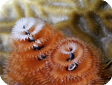 Spirobranchus sp.  