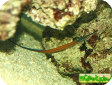 Doryrhamphus janssi 