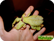 Phyllium giganteum 