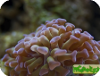 Euphyllia sp. 