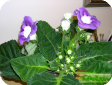 Gloxinia (Sinningia speciosa)