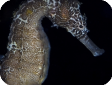 Hippocampus barbouri 