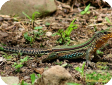 Ameiva ameiva