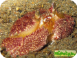 Calappa sp.  
