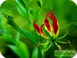 Gloriosa