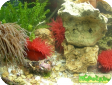 Actinia equina 
