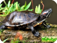 Trachemys scripta (Красноухая, Желтобрюхая) 